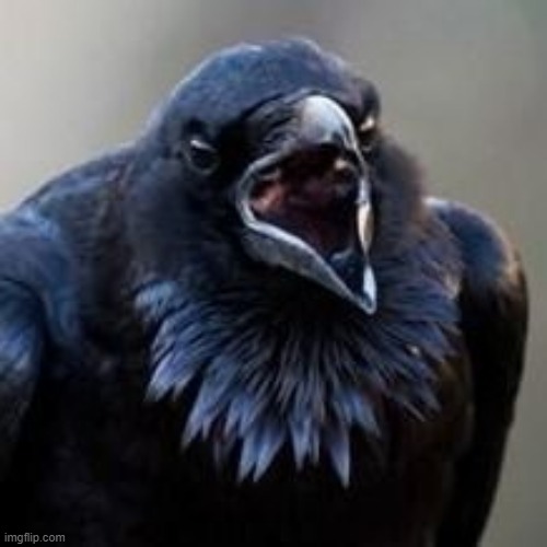 crow | image tagged in crowd | made w/ Imgflip meme maker