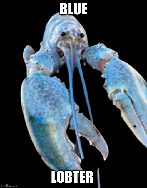 mmmmmmmmmmmmmmmmmmmmmmmmmmmmmm lobter | BLUE; LOBTER | image tagged in hattie the cotton candy blue lobster staring at you | made w/ Imgflip meme maker