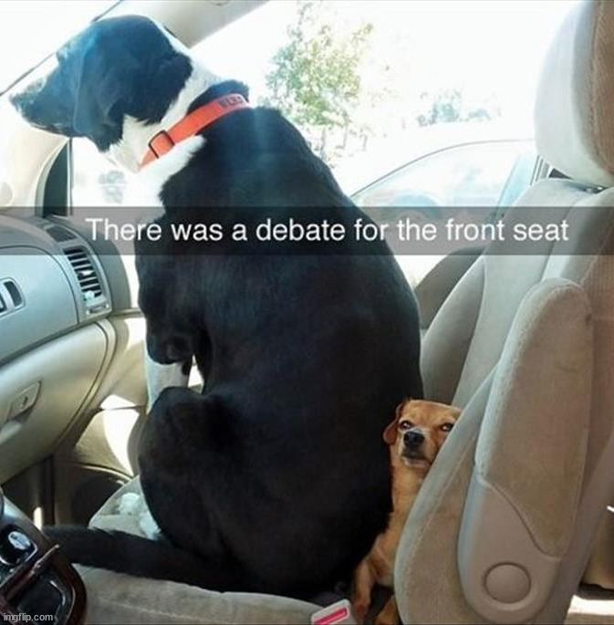 image tagged in dogs | made w/ Imgflip meme maker