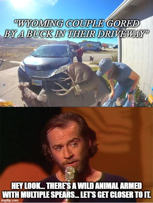 Stupid games... Stupid prizes... | "WYOMING COUPLE GORED BY A BUCK IN THEIR DRIVEWAY"; HEY LOOK... THERE'S A WILD ANIMAL ARMED WITH MULTIPLE SPEARS... LET'S GET CLOSER TO IT. | image tagged in stupid games stupid prizes,george carlin | made w/ Imgflip meme maker