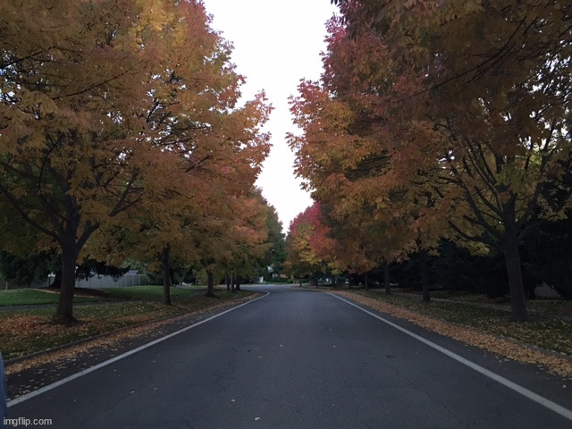 Fall colors down a nearby street | image tagged in photos | made w/ Imgflip meme maker