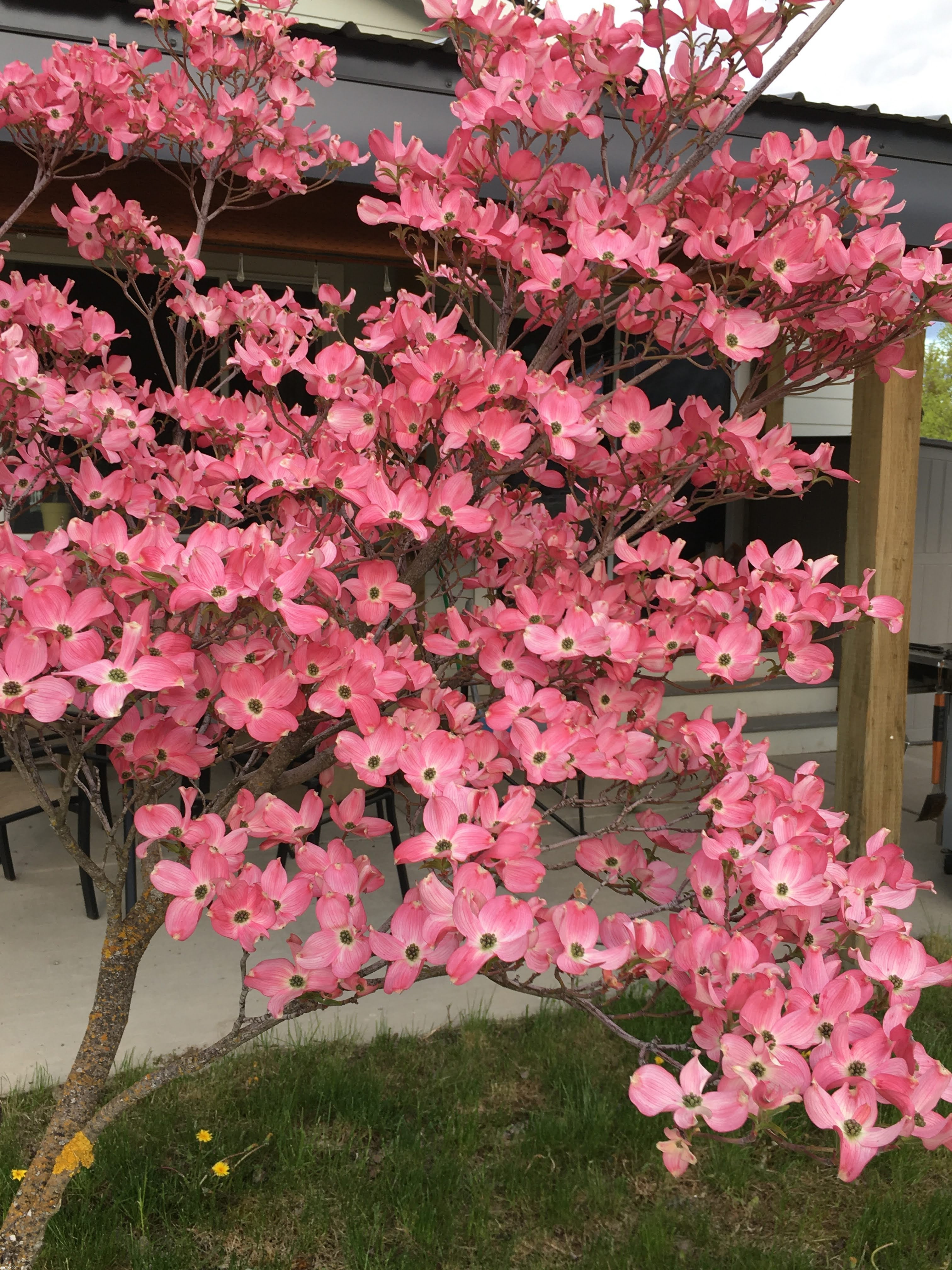 Flowering Dogwood tree | image tagged in photos | made w/ Imgflip meme maker
