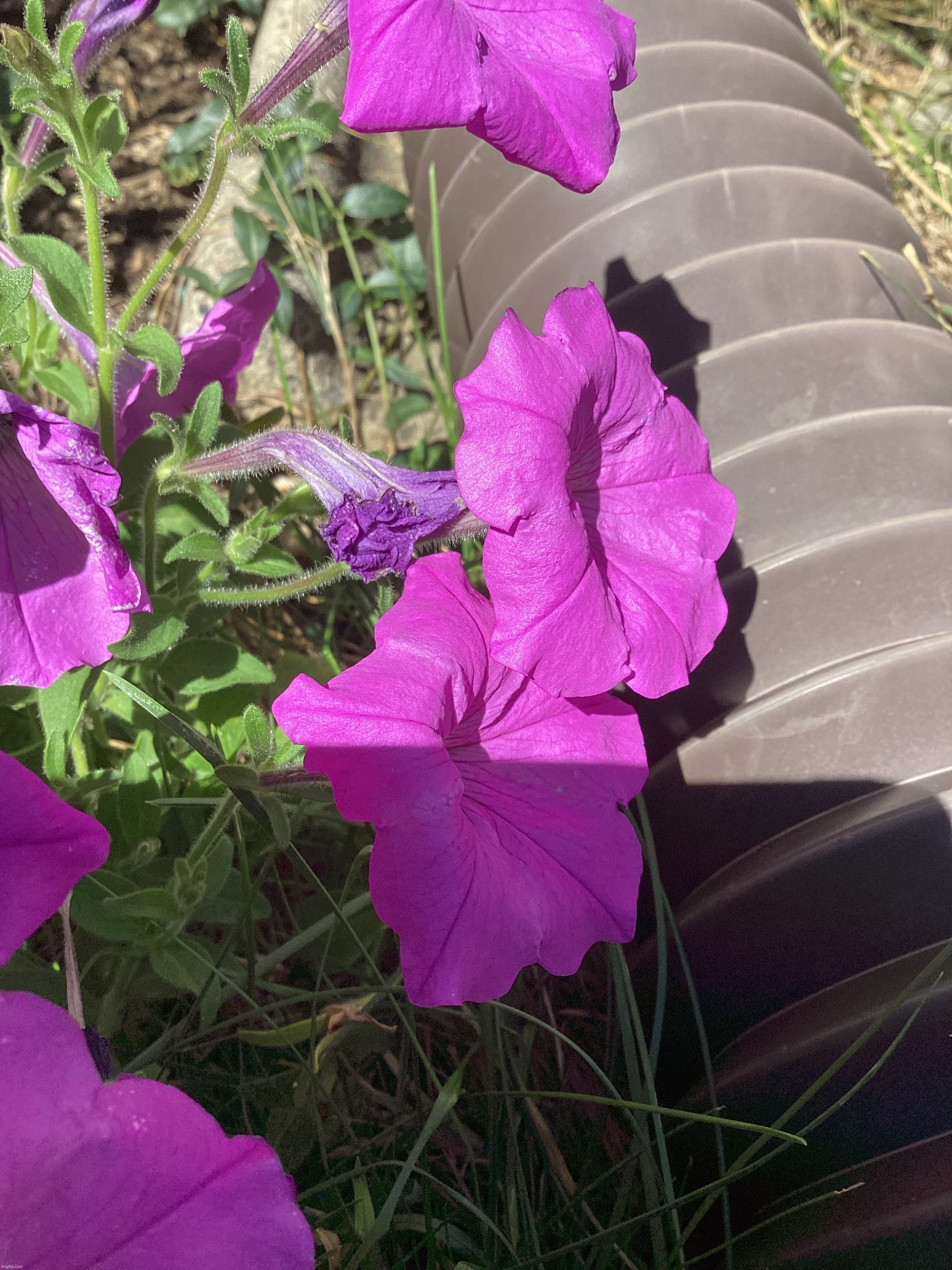 Some purple flowers that I found | image tagged in share your own photos | made w/ Imgflip meme maker