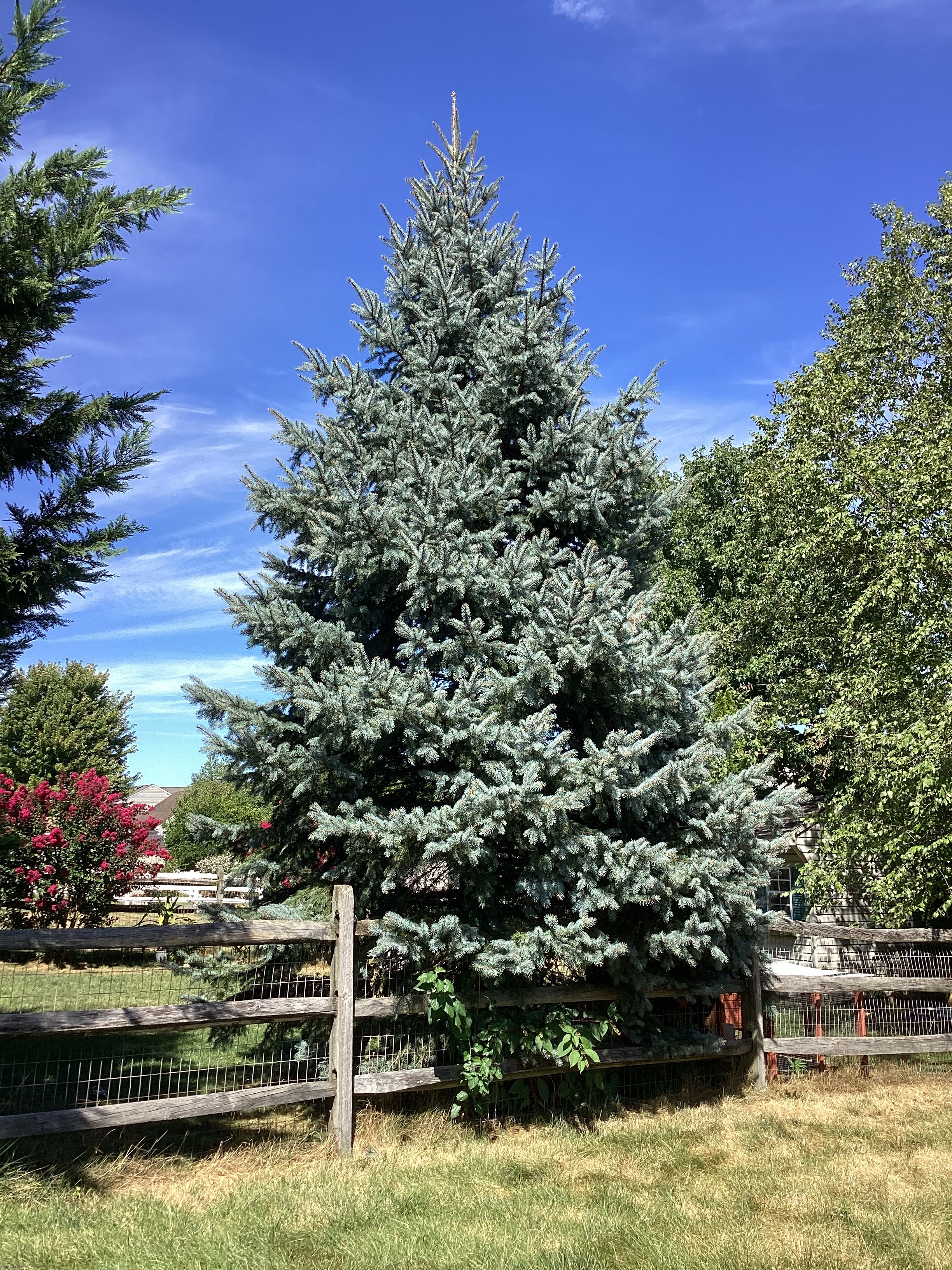 A Blue Spruce Tree | image tagged in share your own photos | made w/ Imgflip meme maker