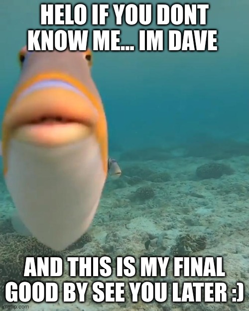 say good by to garry | HELO IF YOU DONT KNOW ME... IM DAVE; AND THIS IS MY FINAL GOOD BY SEE YOU LATER :) | image tagged in staring fish,fun | made w/ Imgflip meme maker
