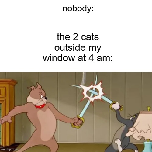 cats literally at 4 am | nobody:; the 2 cats outside my window at 4 am: | image tagged in cats,fun | made w/ Imgflip meme maker