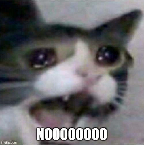 crying cat | NOOOOOOOO | image tagged in crying cat | made w/ Imgflip meme maker