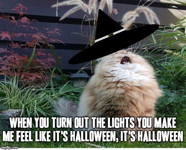 Muse Halloween song reference :) | WHEN YOU TURN OUT THE LIGHTS YOU MAKE ME FEEL LIKE IT'S HALLOWEEN, IT'S HALLOWEEN | image tagged in singing cat,memes,muse,halloween,music meme,rock,TruckStopBathroom | made w/ Imgflip meme maker