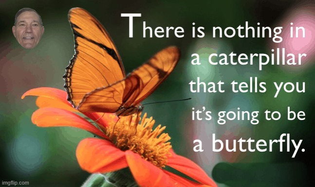Don't judge | image tagged in butterfly,caterpillar | made w/ Imgflip meme maker