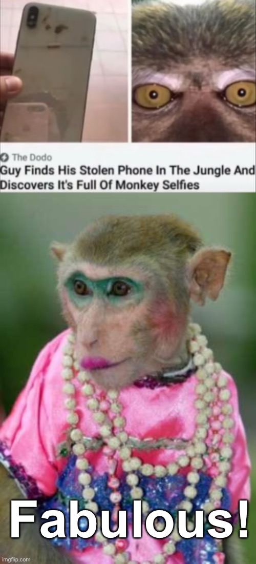 moneys have standards | Fabulous! | image tagged in monkey make up,memes,unfunny | made w/ Imgflip meme maker