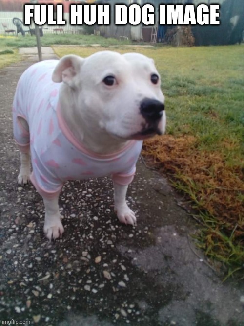 FULL HUH DOG IMAGE | made w/ Imgflip meme maker