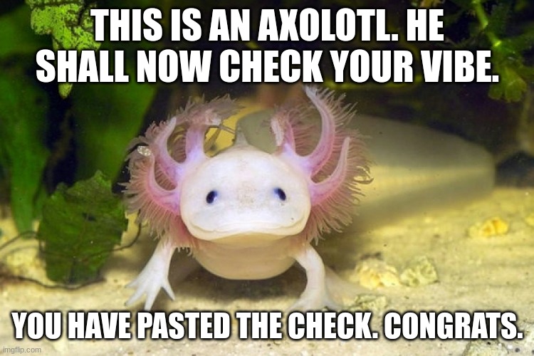 vibe check | THIS IS AN AXOLOTL. HE SHALL NOW CHECK YOUR VIBE. YOU HAVE PASTED THE CHECK. CONGRATS. | image tagged in axolotl,vibe check | made w/ Imgflip meme maker