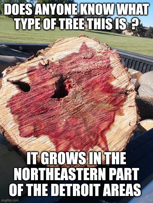  DOES ANYONE KNOW WHAT TYPE OF TREE THIS IS  ? IT GROWS IN THE NORTHEASTERN PART OF THE DETROIT AREAS | image tagged in tree,unknown | made w/ Imgflip meme maker