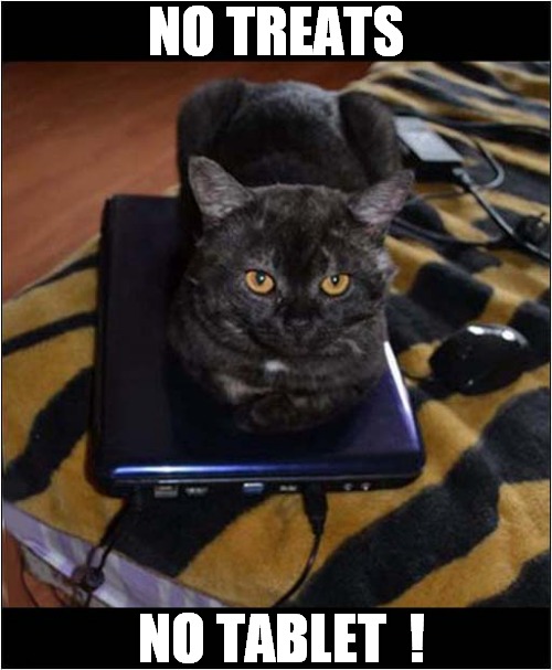 This Is Catmail ! | NO TREATS; NO TABLET  ! | image tagged in cats,tablet,blackmail | made w/ Imgflip meme maker