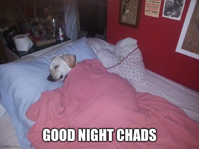 Dog sleeping | GOOD NIGHT CHADS | image tagged in dog sleeping | made w/ Imgflip meme maker