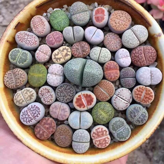 Lithops | image tagged in awesome,pics,photography,plants | made w/ Imgflip meme maker