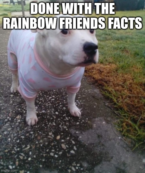PITBULL IN A ONESIE | DONE WITH THE RAINBOW FRIENDS FACTS | image tagged in pitbull in a onesie | made w/ Imgflip meme maker