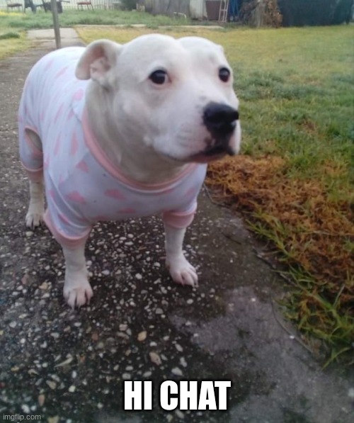 PITBULL IN A ONESIE | HI CHAT | image tagged in pitbull in a onesie | made w/ Imgflip meme maker