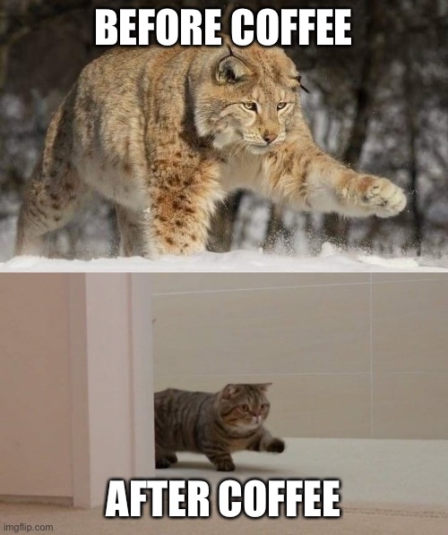 Big and smol cat | BEFORE COFFEE; AFTER COFFEE | image tagged in big and smol cat | made w/ Imgflip meme maker