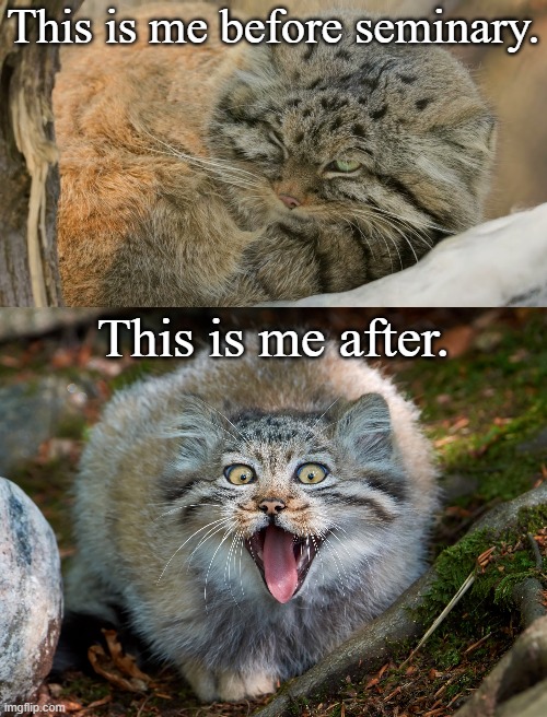 Seminary | This is me before seminary. This is me after. | image tagged in pallas cat | made w/ Imgflip meme maker