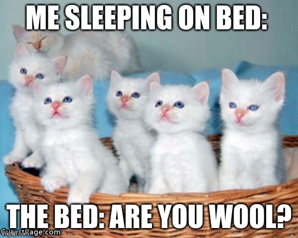 White Cute Kittens | ME SLEEPING ON BED:; THE BED: ARE YOU WOOL? | image tagged in white cute kittens | made w/ Imgflip meme maker