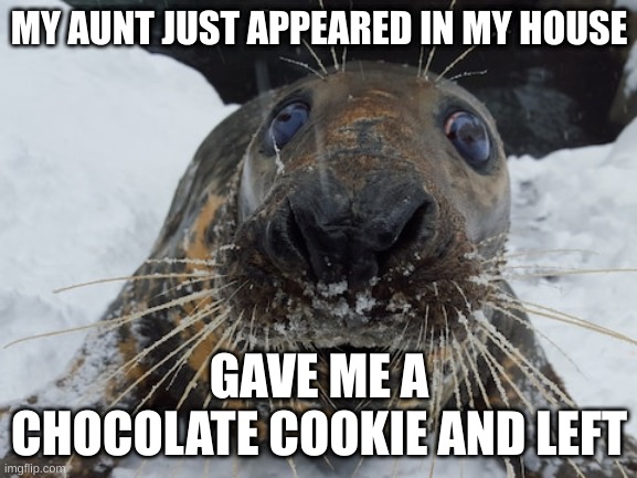 like I didn't even hear her come in | MY AUNT JUST APPEARED IN MY HOUSE; GAVE ME A CHOCOLATE COOKIE AND LEFT | image tagged in his name's bim bim | made w/ Imgflip meme maker