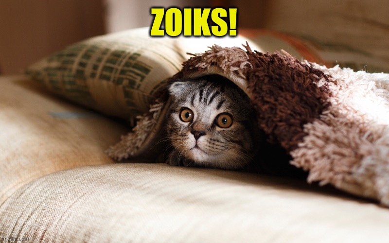 Kitteh under blanket | ZOIKS! | image tagged in kitteh under blanket | made w/ Imgflip meme maker