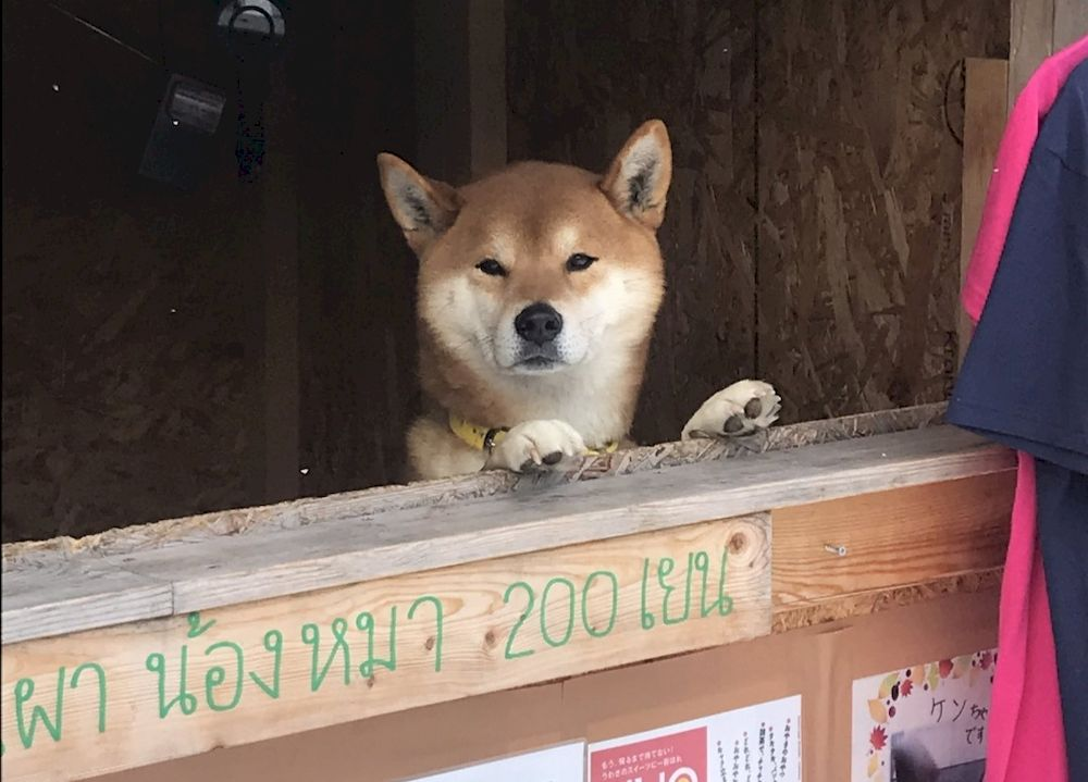 High Quality staring doge Blank Meme Template