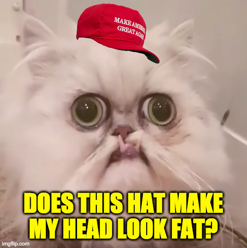 Cat in the hat with a head that's fat. | DOES THIS HAT MAKE
MY HEAD LOOK FAT? | image tagged in memes,maga cat | made w/ Imgflip meme maker