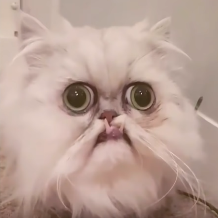 High Quality maga cat Blank Meme Template