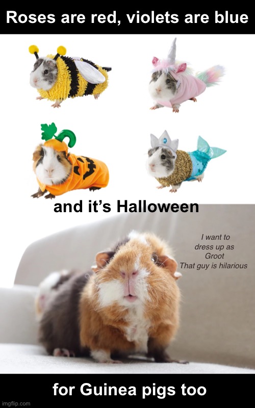 Guinea Pig Halloween Costumes | Roses are red, violets are blue; and it’s Halloween; I want to dress up as Groot
That guy is hilarious; for Guinea pigs too | image tagged in funny memes,halloween,pet costumes,guinea pig | made w/ Imgflip meme maker