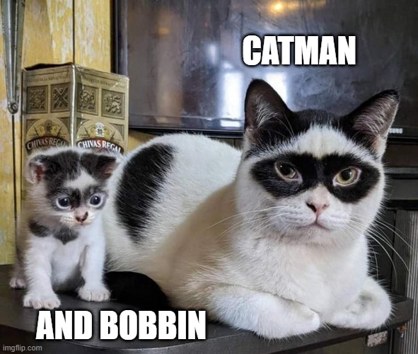 Catman & Bobbin | CATMAN; AND BOBBIN | image tagged in catman,kitten,cat,mask | made w/ Imgflip meme maker