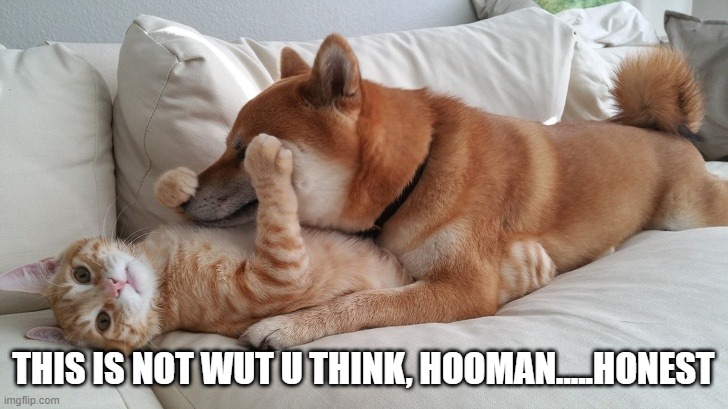 not wut you think | THIS IS NOT WUT U THINK, HOOMAN.....HONEST | image tagged in cat,dog,suggestive,caught | made w/ Imgflip meme maker