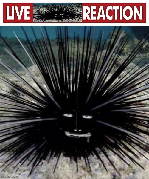 Live Craigurchin reaction | image tagged in live x reaction | made w/ Imgflip meme maker
