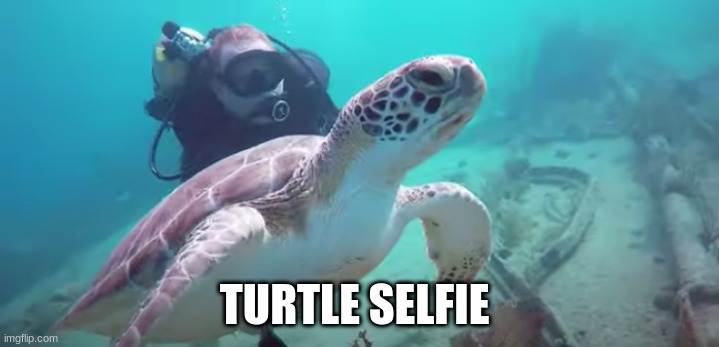 Site: Benwood wreck, Florida Keys. I really do recommend this site as its depth is shallow and conditions are peaceful. | TURTLE SELFIE | image tagged in scuba diving,turtle | made w/ Imgflip meme maker