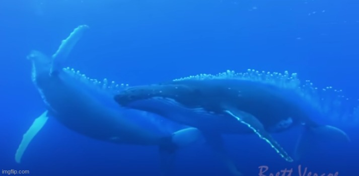 Site recommendation: Tonga, because you're able to get in the water and interact with humpback whales | image tagged in whale,scuba diving | made w/ Imgflip meme maker