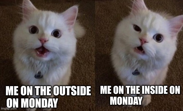 My Monday feelings. | ME ON THE INSIDE ON MONDAY; ME ON THE OUTSIDE ON MONDAY | image tagged in cats,memes,funny | made w/ Imgflip meme maker