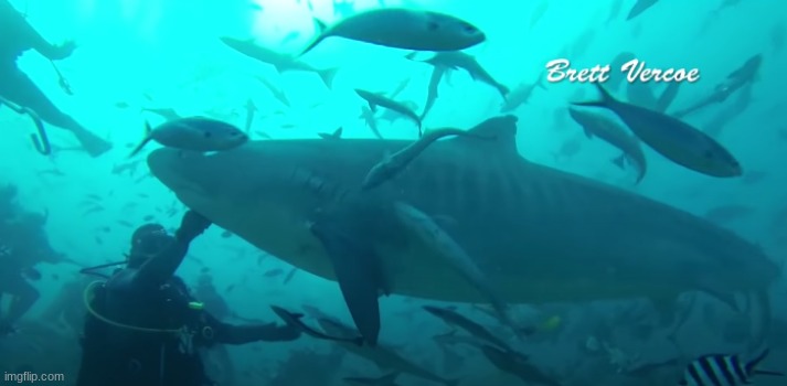 Site recommendation- Aqua Trek 3D, Fiji. 8 species of sharks, and lots of tropical fish. | image tagged in shark,scuba diving | made w/ Imgflip meme maker