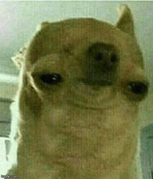 weird chihuahua | image tagged in weird chihuahua | made w/ Imgflip meme maker