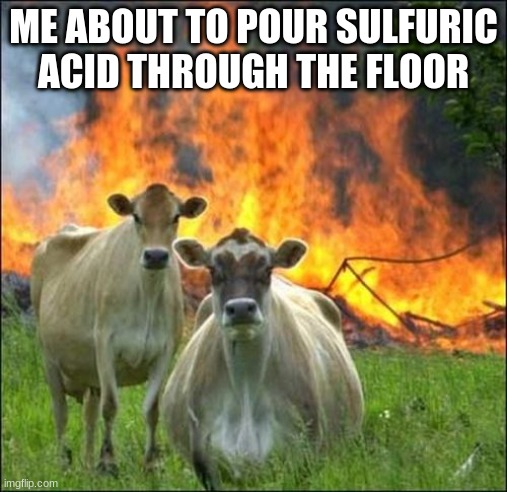 Evil Cows Meme | ME ABOUT TO POUR SULFURIC ACID THROUGH THE FLOOR | image tagged in memes,evil cows | made w/ Imgflip meme maker