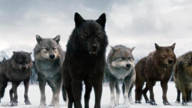 Wolf pack | image tagged in wolf pack | made w/ Imgflip meme maker