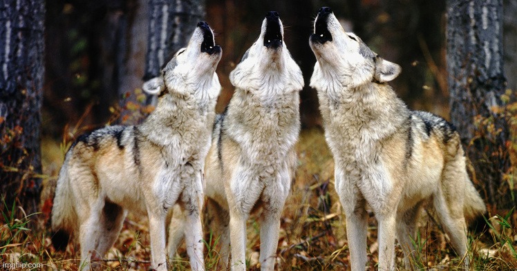 Wolf Pack | image tagged in wolf pack | made w/ Imgflip meme maker