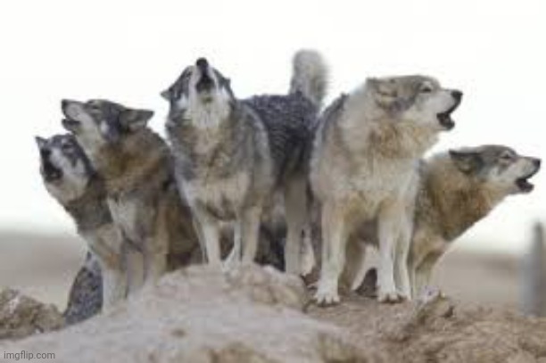 Wolf Pack | image tagged in wolf pack | made w/ Imgflip meme maker