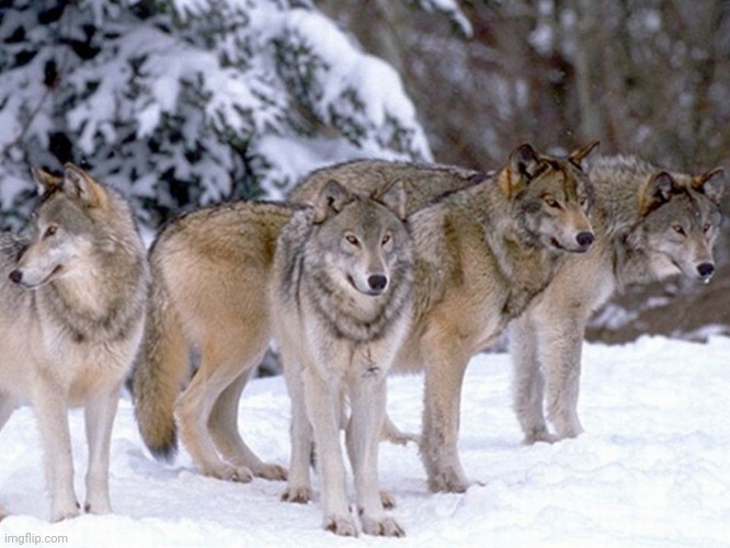 Wolf Pack | image tagged in wolf pack | made w/ Imgflip meme maker