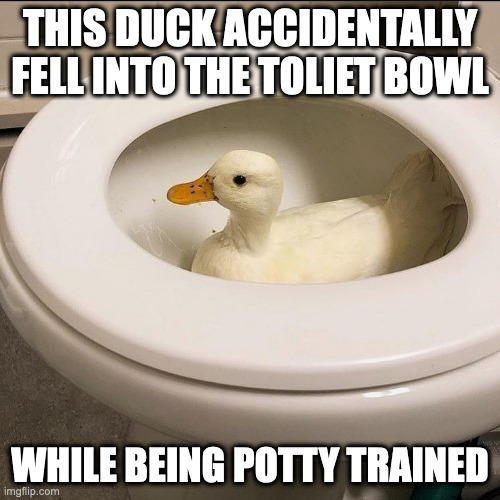 Duck in Toliet Bowl | THIS DUCK ACCIDENTALLY FELL INTO THE TOLIET BOWL; WHILE BEING POTTY TRAINED | image tagged in duck,toliet,memes | made w/ Imgflip meme maker