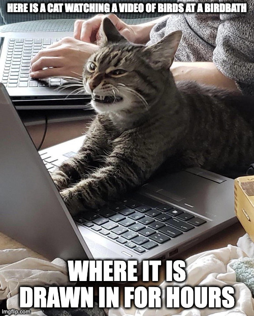 Cat on Laptop | HERE IS A CAT WATCHING A VIDEO OF BIRDS AT A BIRDBATH; WHERE IT IS DRAWN IN FOR HOURS | image tagged in cats,memes | made w/ Imgflip meme maker