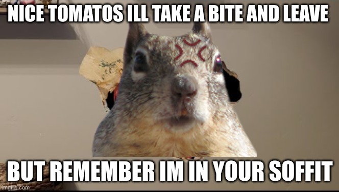 I HATE SQUIRRELS THIS IS ACUALLY HAPENING RIGHT NOW STUPID SQUIRRELS | NICE TOMATOS ILL TAKE A BITE AND LEAVE; BUT REMEMBER IM IN YOUR SOFFIT | image tagged in knuckles | made w/ Imgflip meme maker