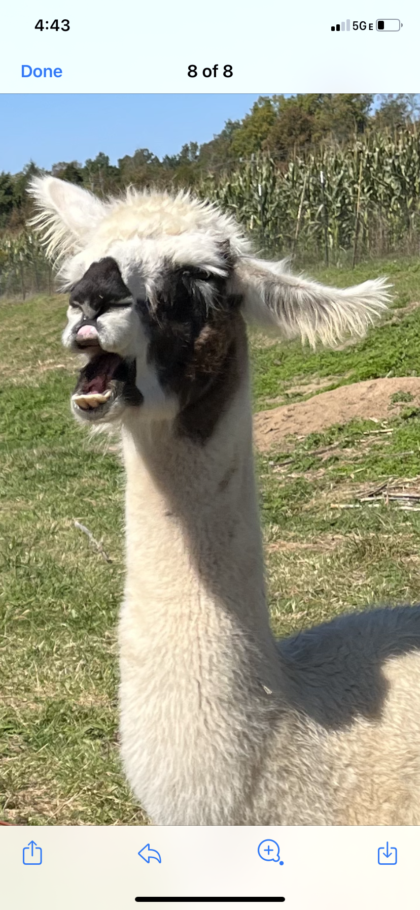 High Quality Derpy llama Blank Meme Template