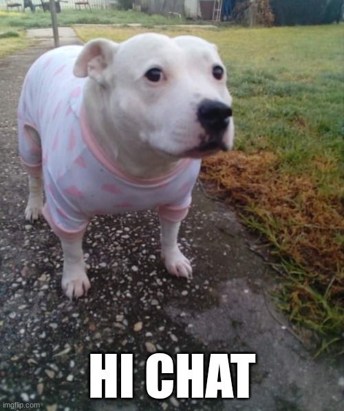 PITBULL IN A ONESIE | HI CHAT | image tagged in pitbull in a onesie | made w/ Imgflip meme maker