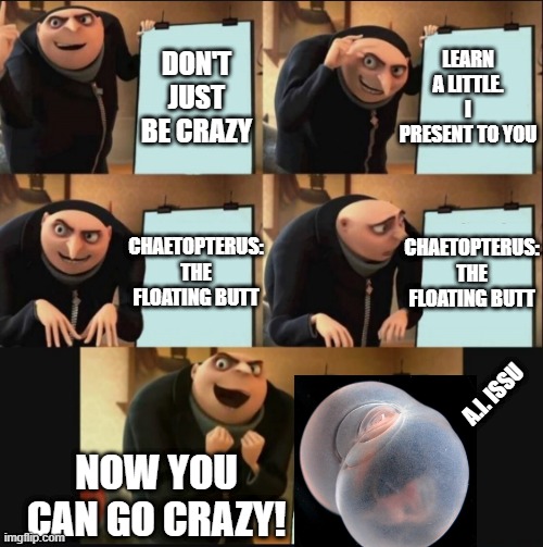 learn little | DON'T JUST BE CRAZY; LEARN A LITTLE. I PRESENT TO YOU; CHAETOPTERUS: THE FLOATING BUTT; CHAETOPTERUS: THE FLOATING BUTT; A.I. ISSU; NOW YOU CAN GO CRAZY! | image tagged in 5 panel gru meme,butt,crazy,learn | made w/ Imgflip meme maker